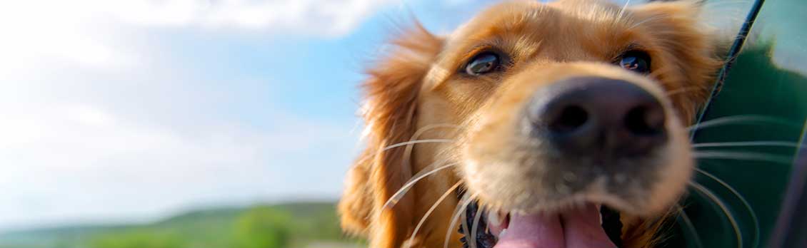 Profit From Accommodating Pets