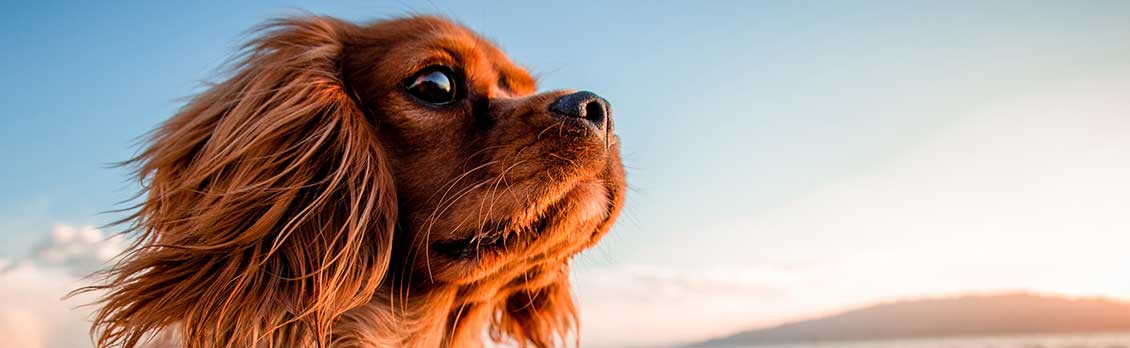 FREE CCIA Webinar: Pets and Park/Community Rules