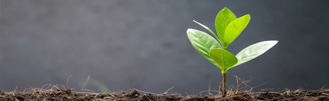 Grow your Business with Fully Subsidised Training