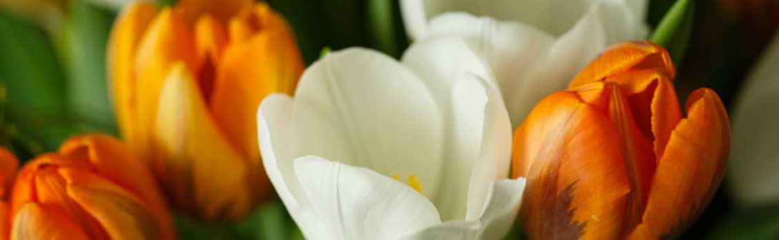 Vale Michael Rowe and John Banks