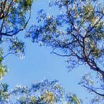 NSW Bushfires – Support Initiatives and Information