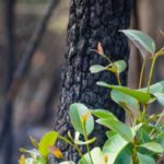 Strengthening Business in Bushfire Affected Areas