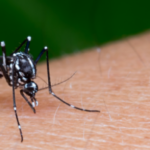Japanese Encephalitis Virus