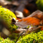 Sustainability for Caravanning and Camping